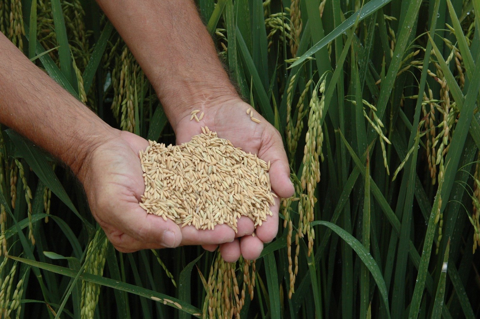 Urbano realiza a 8ª abertura da Colheita de Arroz de Santa Catarina